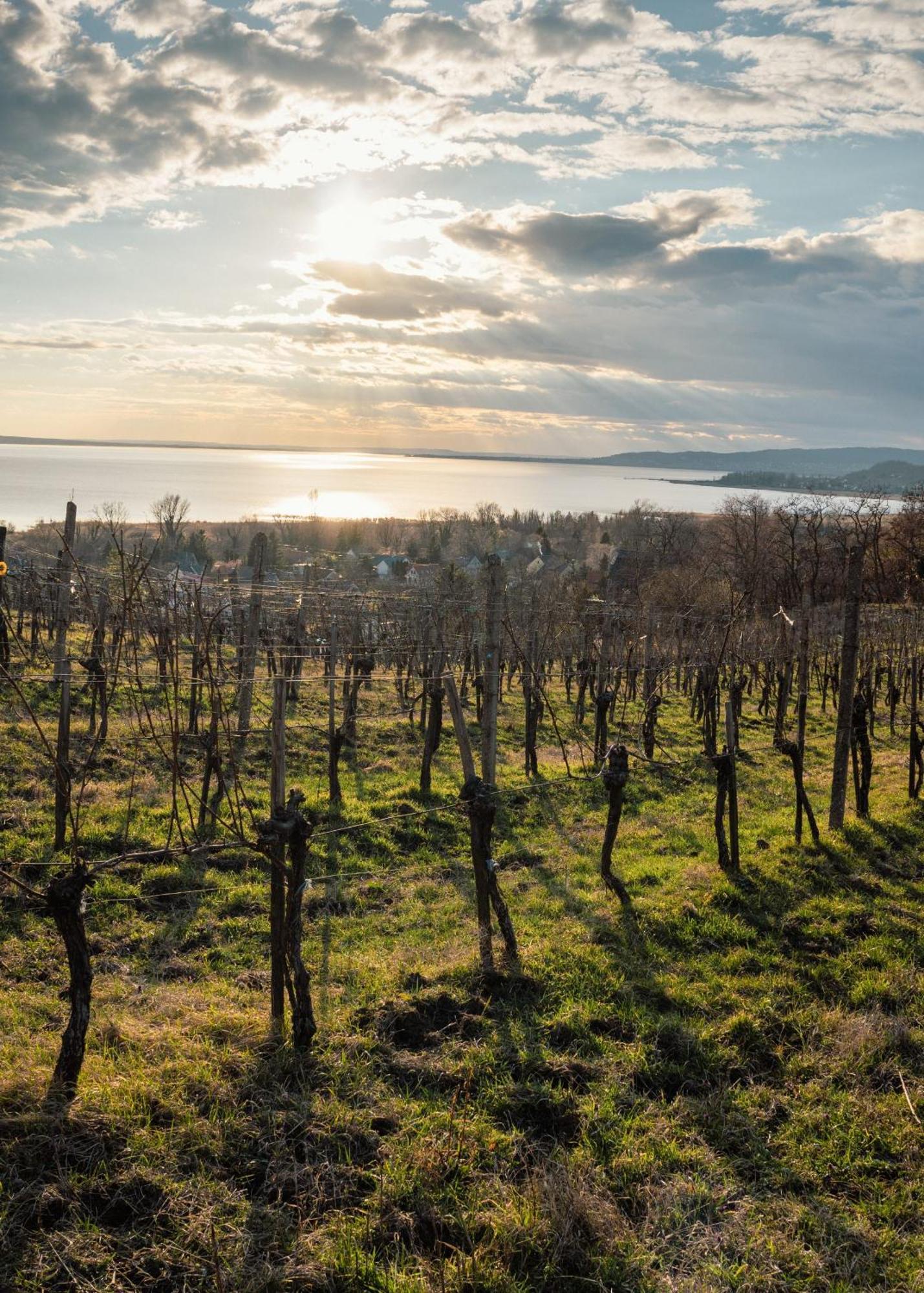 Domaine Edegger - Organic Winery Badacsony Aparthotel Badacsonytomaj Bagian luar foto